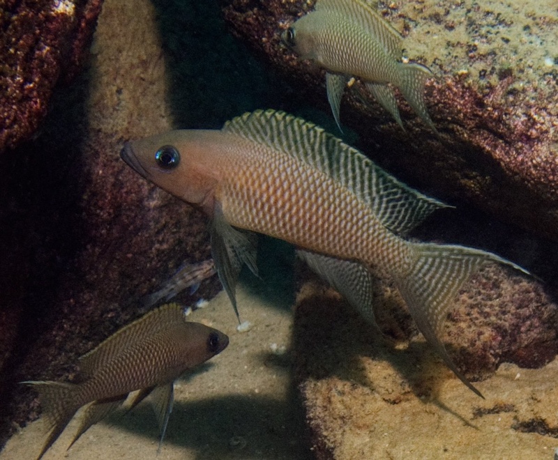 Neolamprologus chitamwebwai 'Jakobsen's Beach'